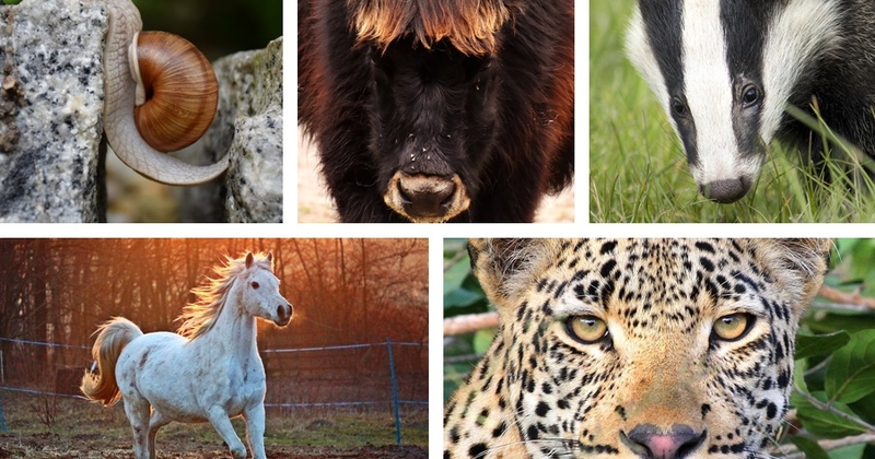 Etanoista leopardeihin – luottoluokittaja arvioi eri alojen elpymisen Venäjällä eläinvertauksin