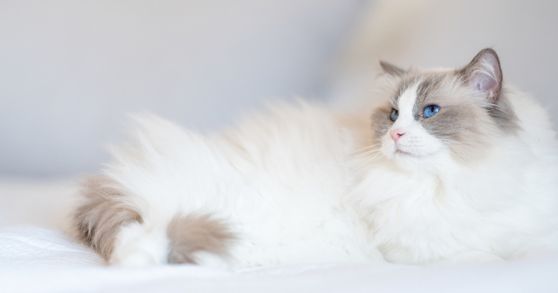 Toimitus kissanluukulle – Orion Animal Health avasi verkkokaupan Venäjälle