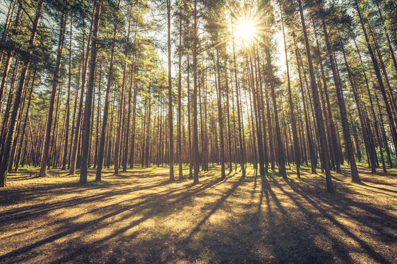 Venäjä suunnittelee metsänkäyttömaksujen muuttamista markkinaperusteisiksi